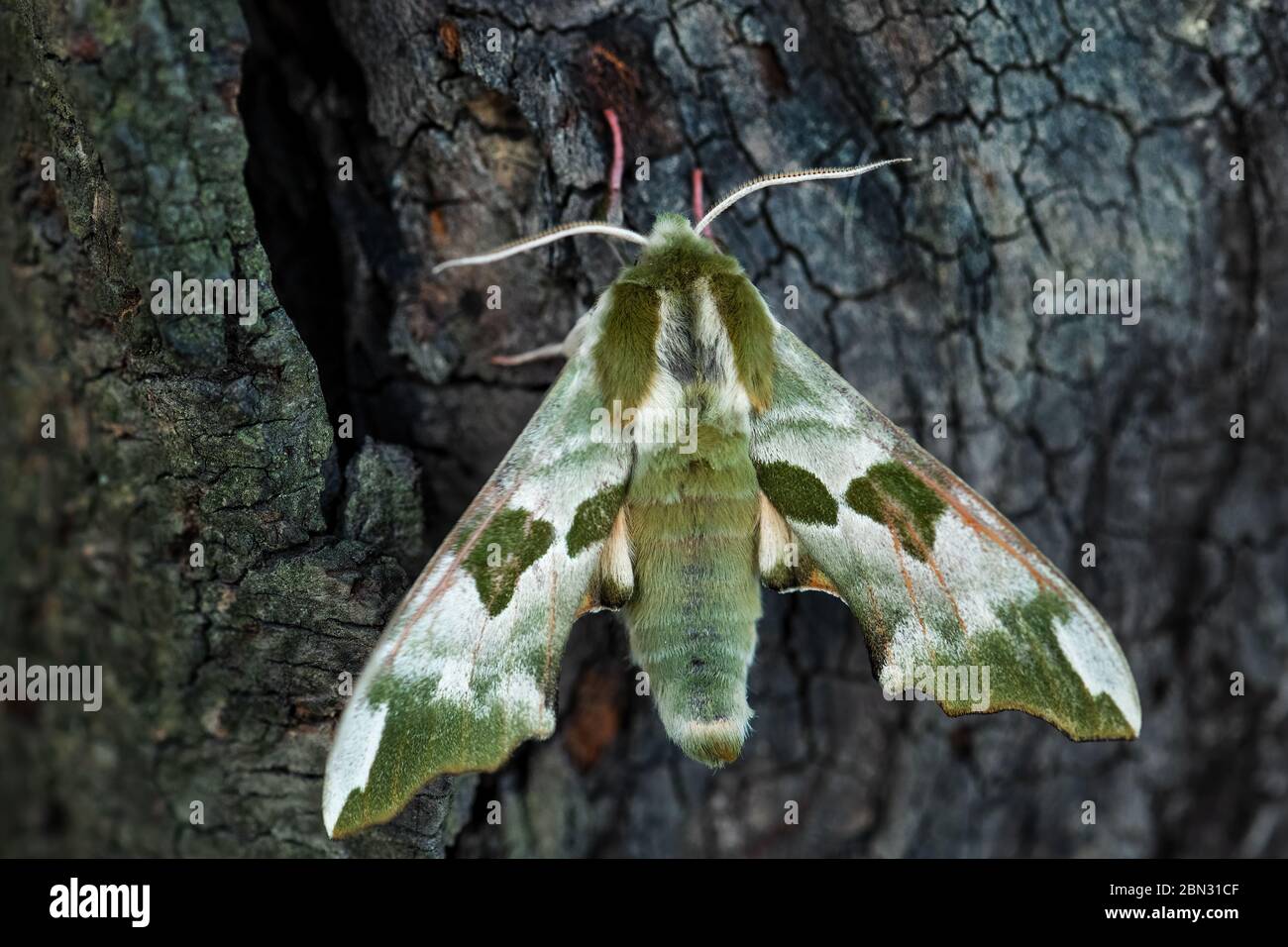 Lime Hawk-moth - Mimas tiliae, beautiful green hawk-moth from European forests and woodlands, Zlin, Czech Republic. Stock Photo