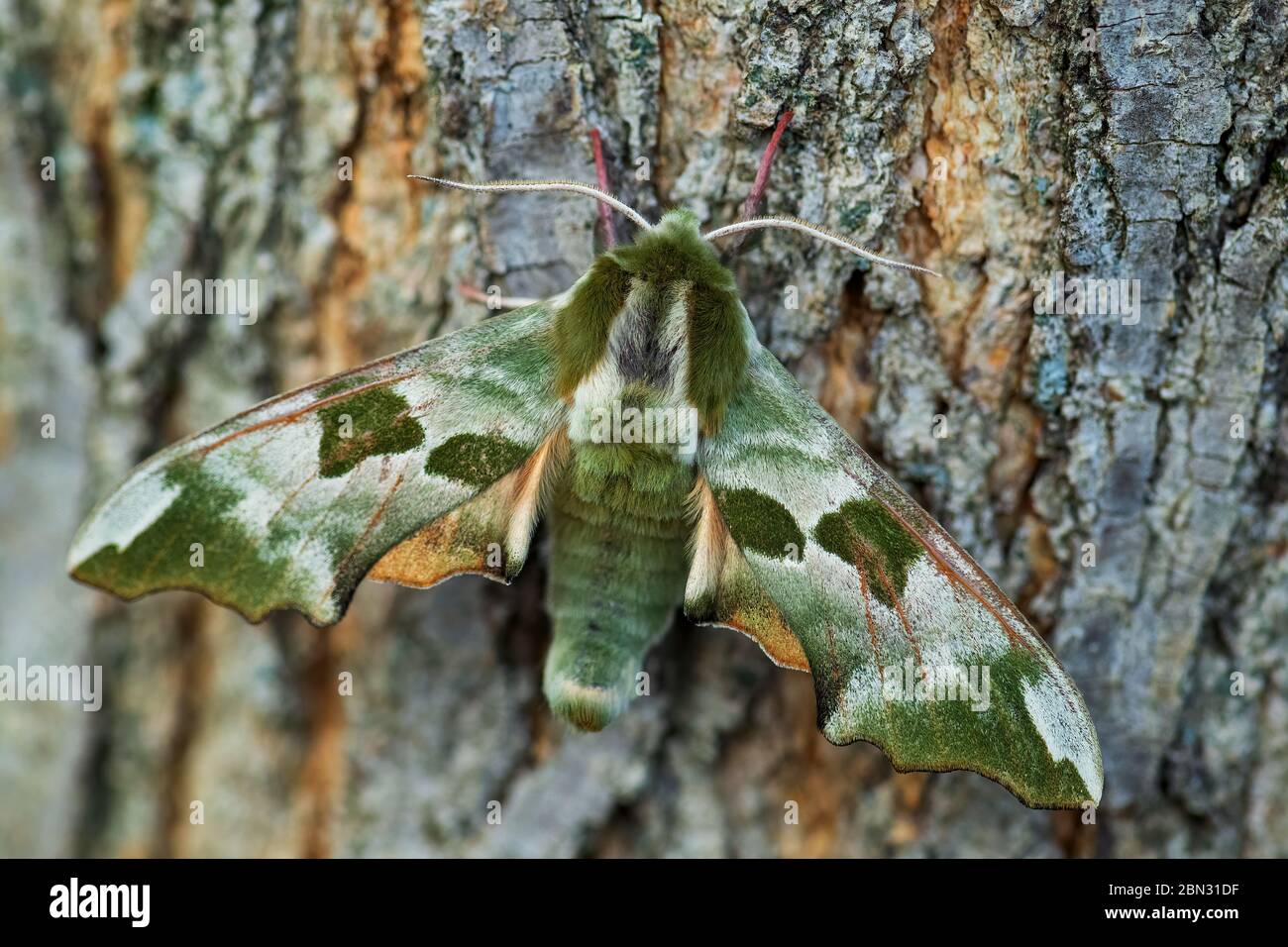 Lime Hawk-moth - Mimas tiliae, beautiful green hawk-moth from European forests and woodlands, Zlin, Czech Republic. Stock Photo
