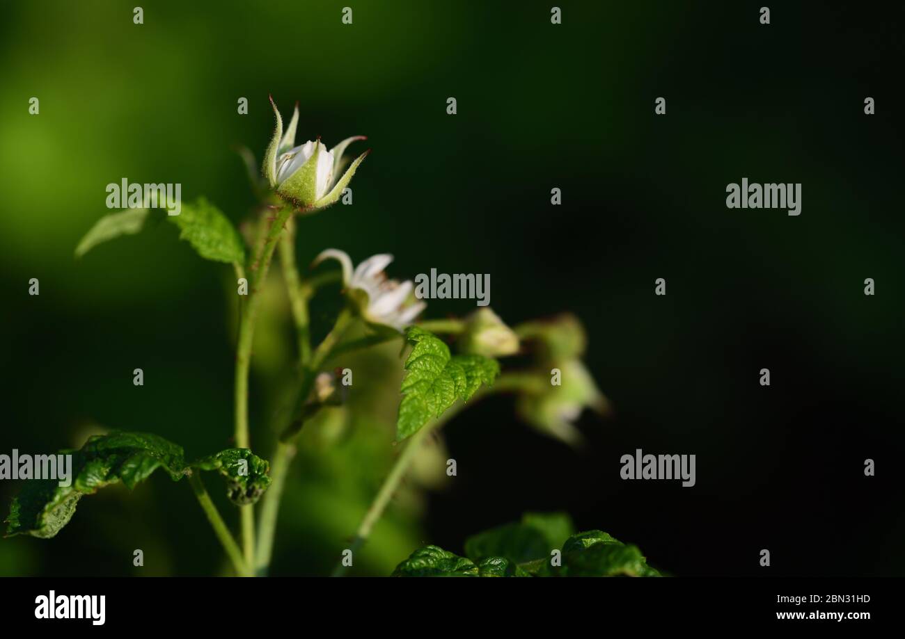 https://c8.alamy.com/comp/2BN31HD/a-small-tender-branch-of-the-raspberry-bush-with-white-flowers-and-green-leaves-against-a-green-background-in-spring-2BN31HD.jpg