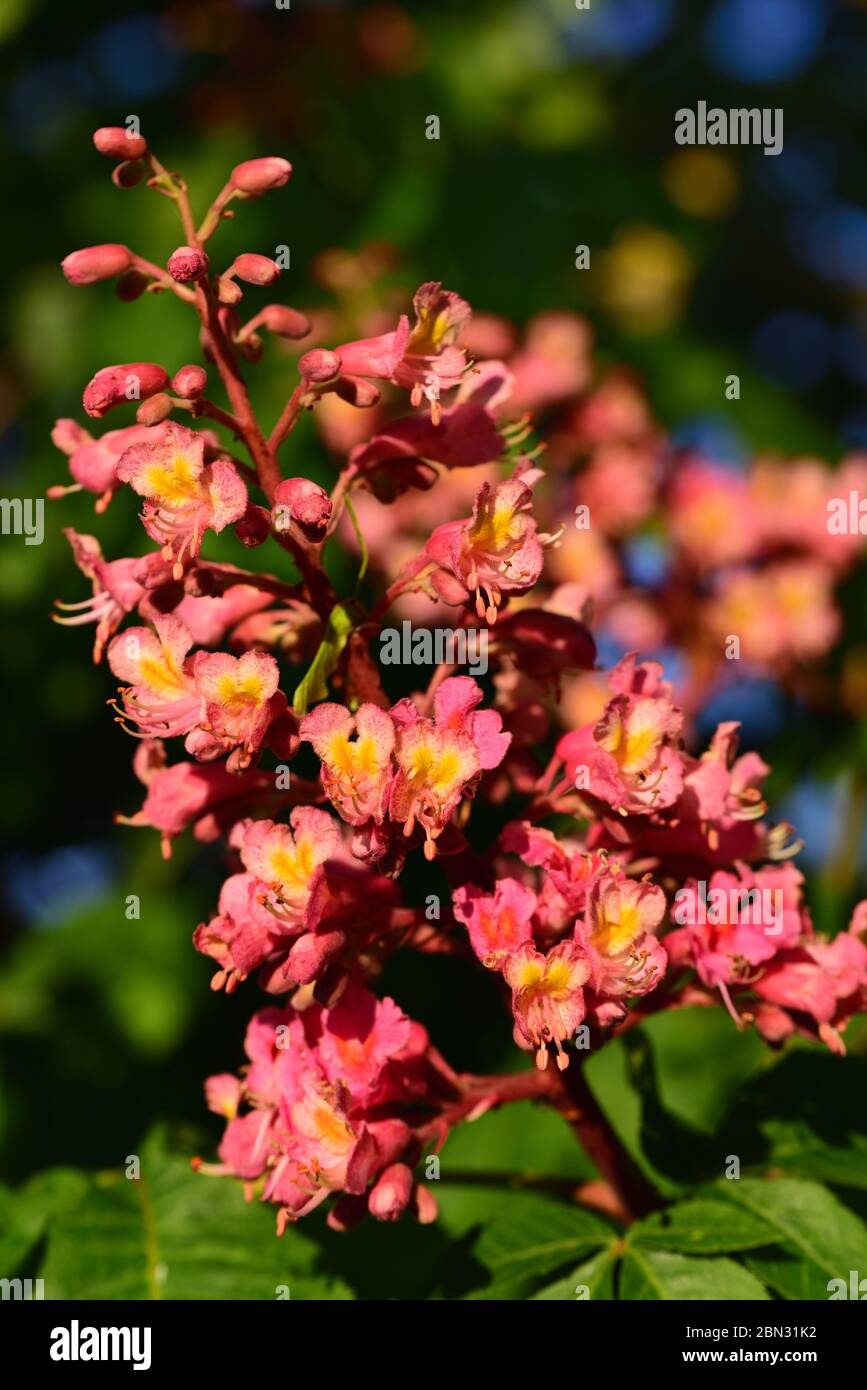Chestnut tree bloom hires stock photography and images Alamy