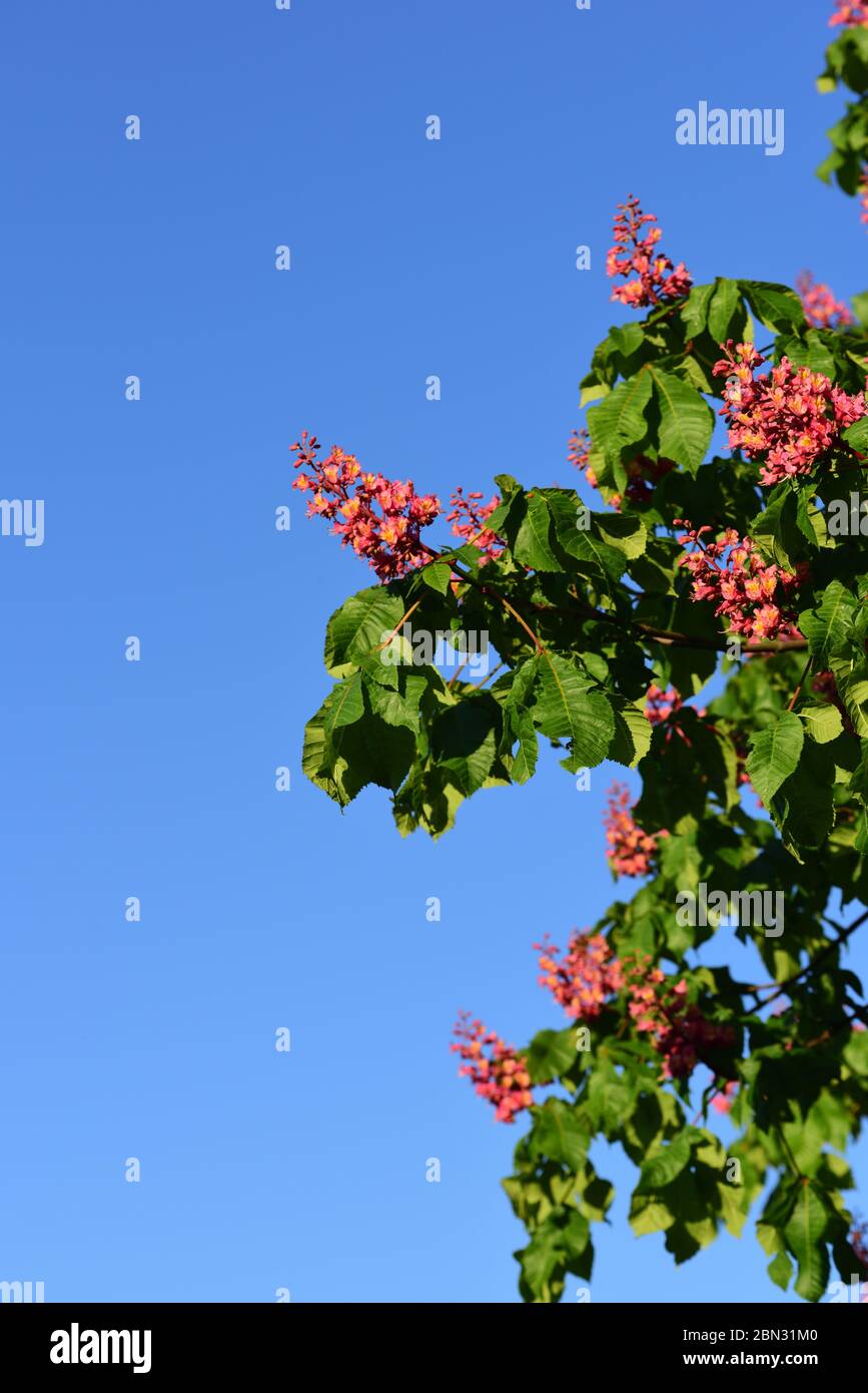 Chestnut tree bloom hires stock photography and images Alamy