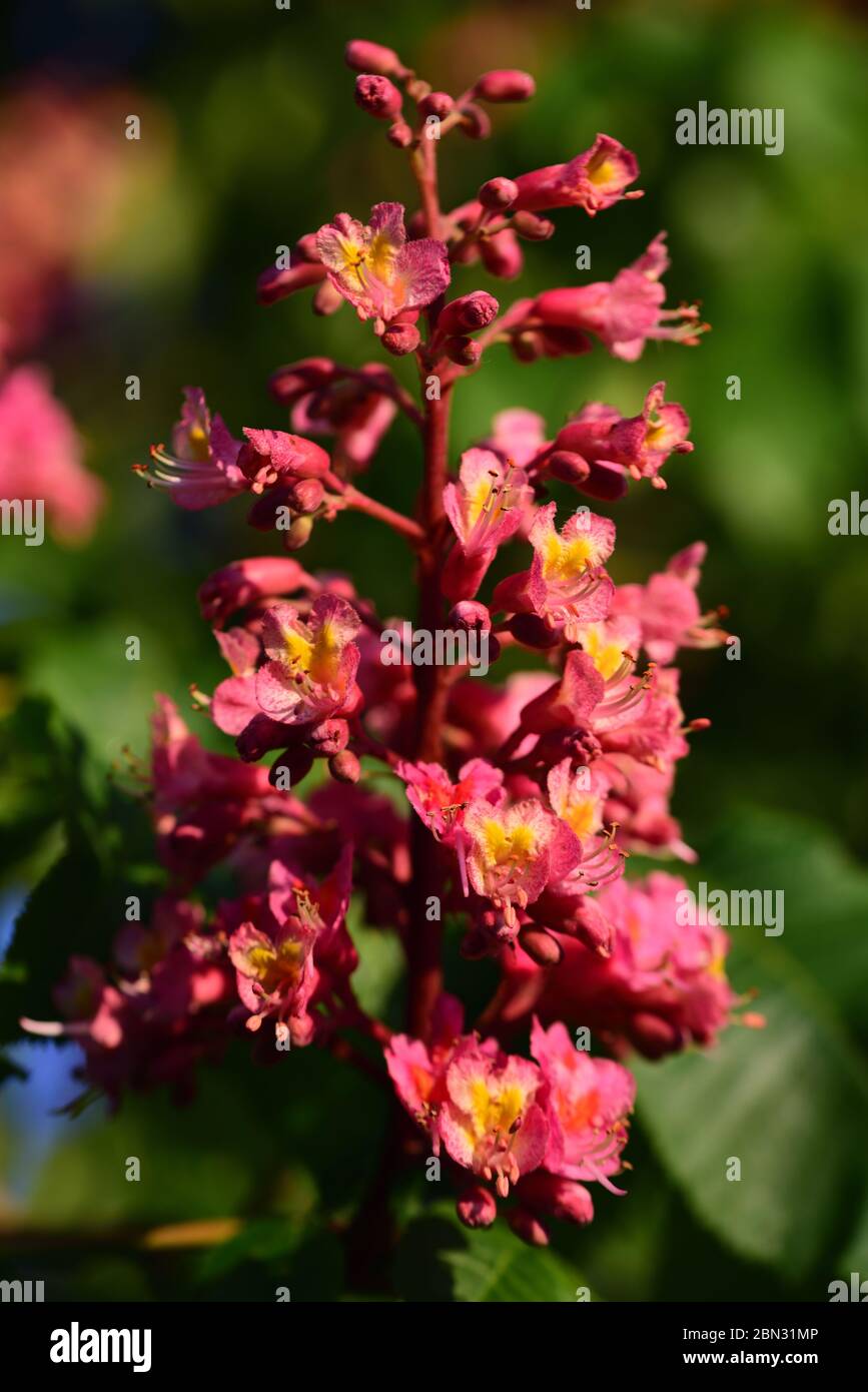 A blossom of the chestnut tree blooms bright red in spring Stock Photo Alamy