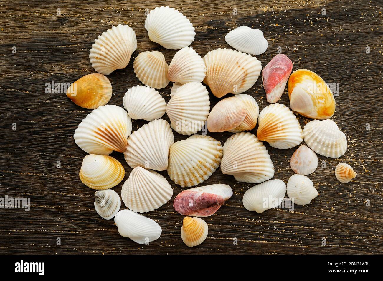 Different seashells on a wooden surface Stock Photo