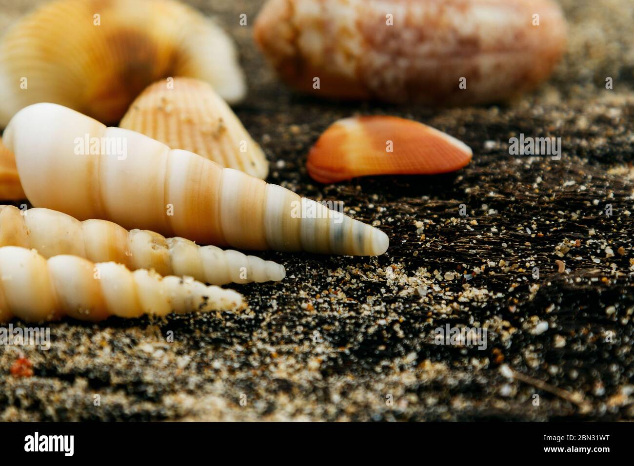 Different seashells and sand on wooden surface Stock Photo