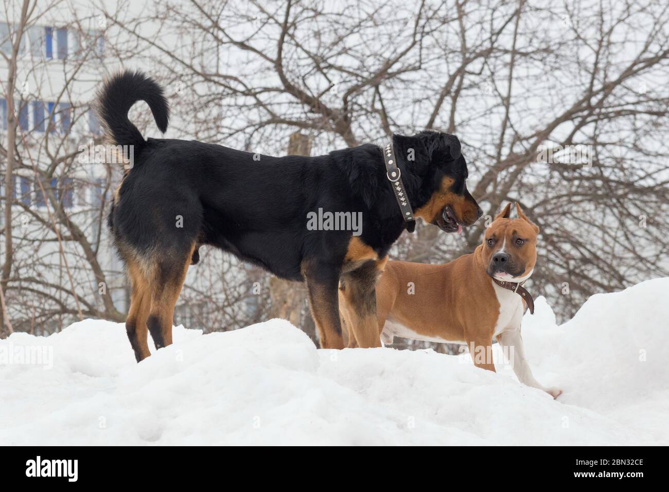 Cute american staffordshire terrier puppy and multibred dog are standing on a white snow in the winter park. Pet animals. Purebred dog. Stock Photo