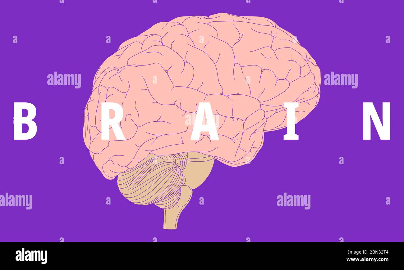 Illustration of the human brain Stock Photo - Alamy