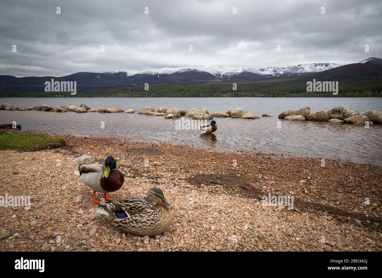 Mallard ducks on the banks of Loch Morlich in the Cairngorms National Park, near Aviemore, after people were told not to travel to Scotland despite the government announcing the easing of lockdown measures in England. Stock Photo