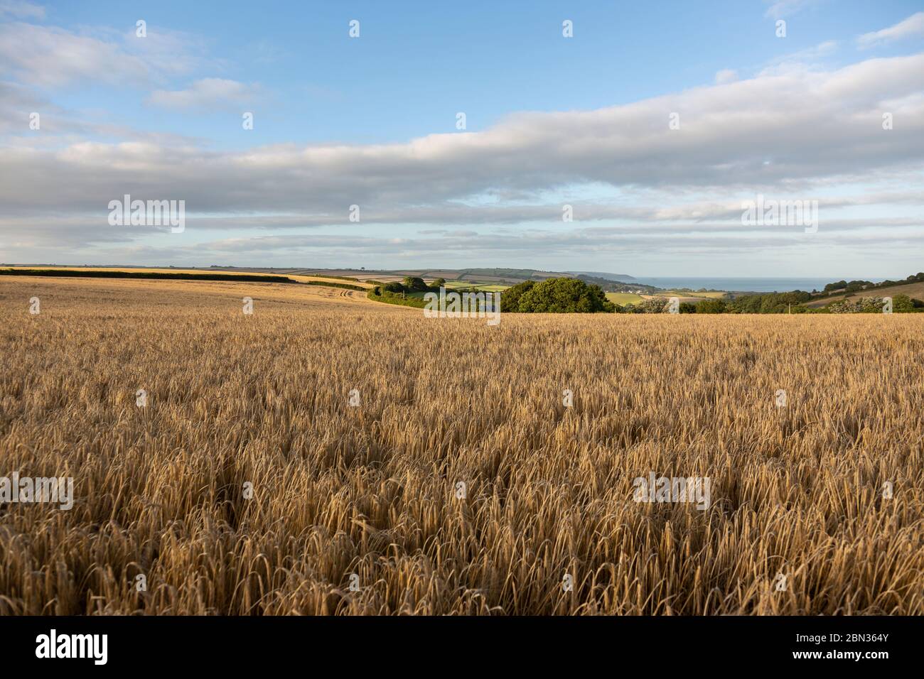 Overlooking a field of wheat in the Devon countryside near Slapton in the Summer Stock Photo