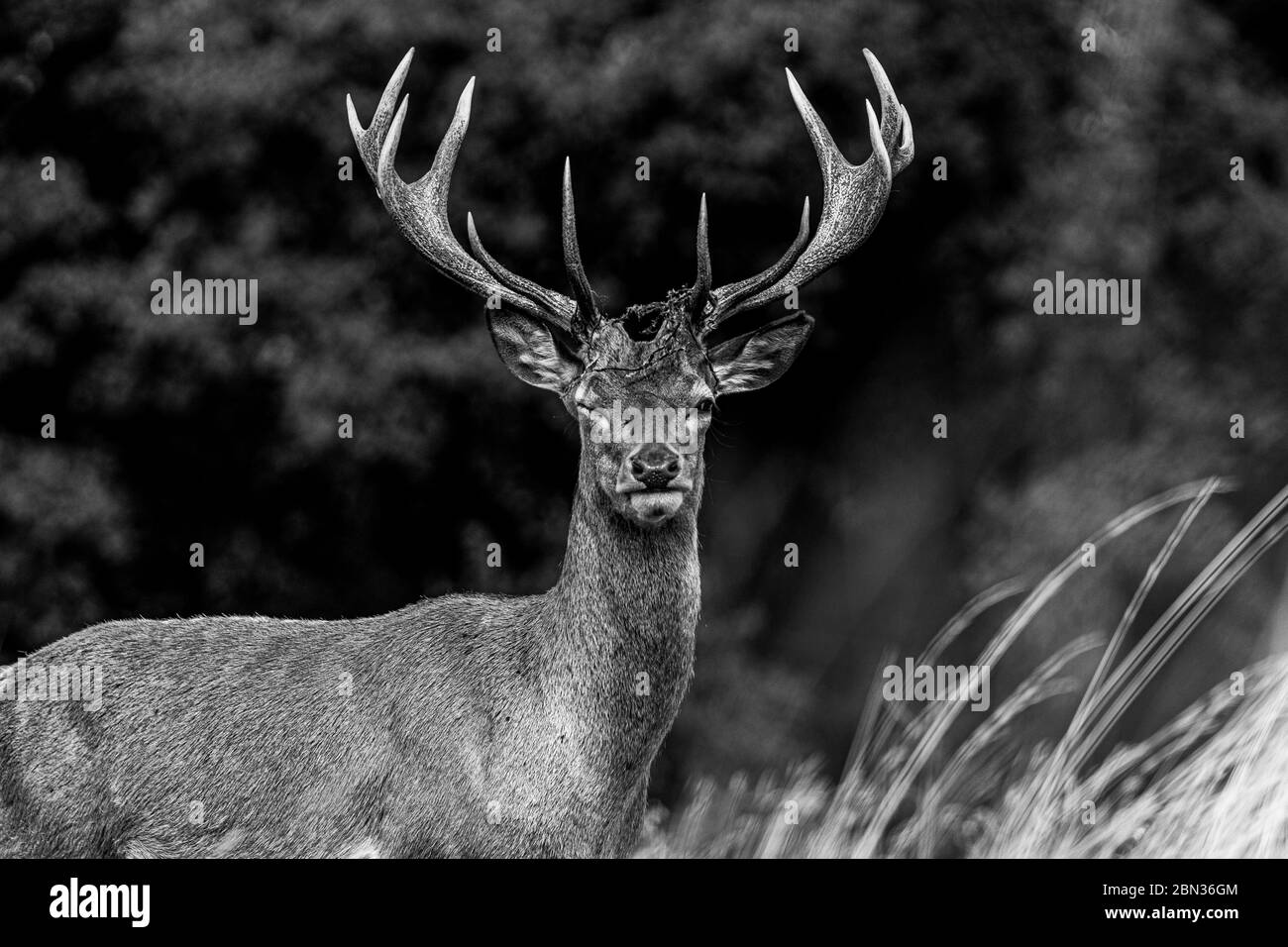 A blink from a red deer Stock Photo