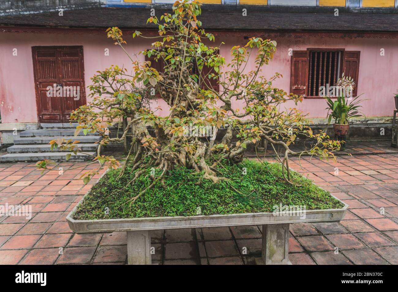 Bonsai tree in a Buddhist temple traditional Vietnamese decor Stock