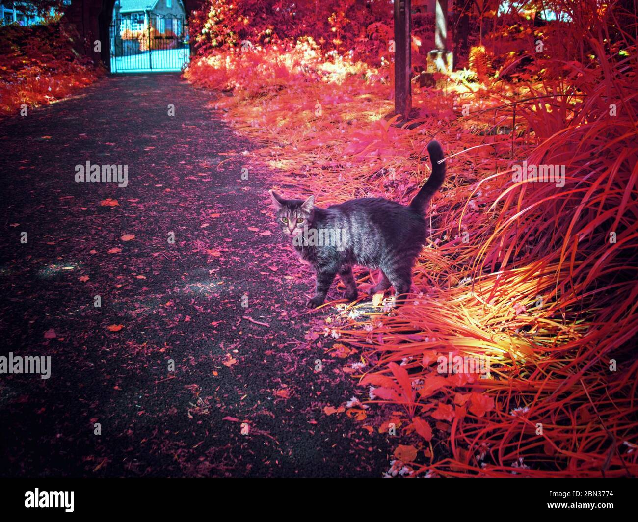 Gulval hi-res stock photography and images - Alamy