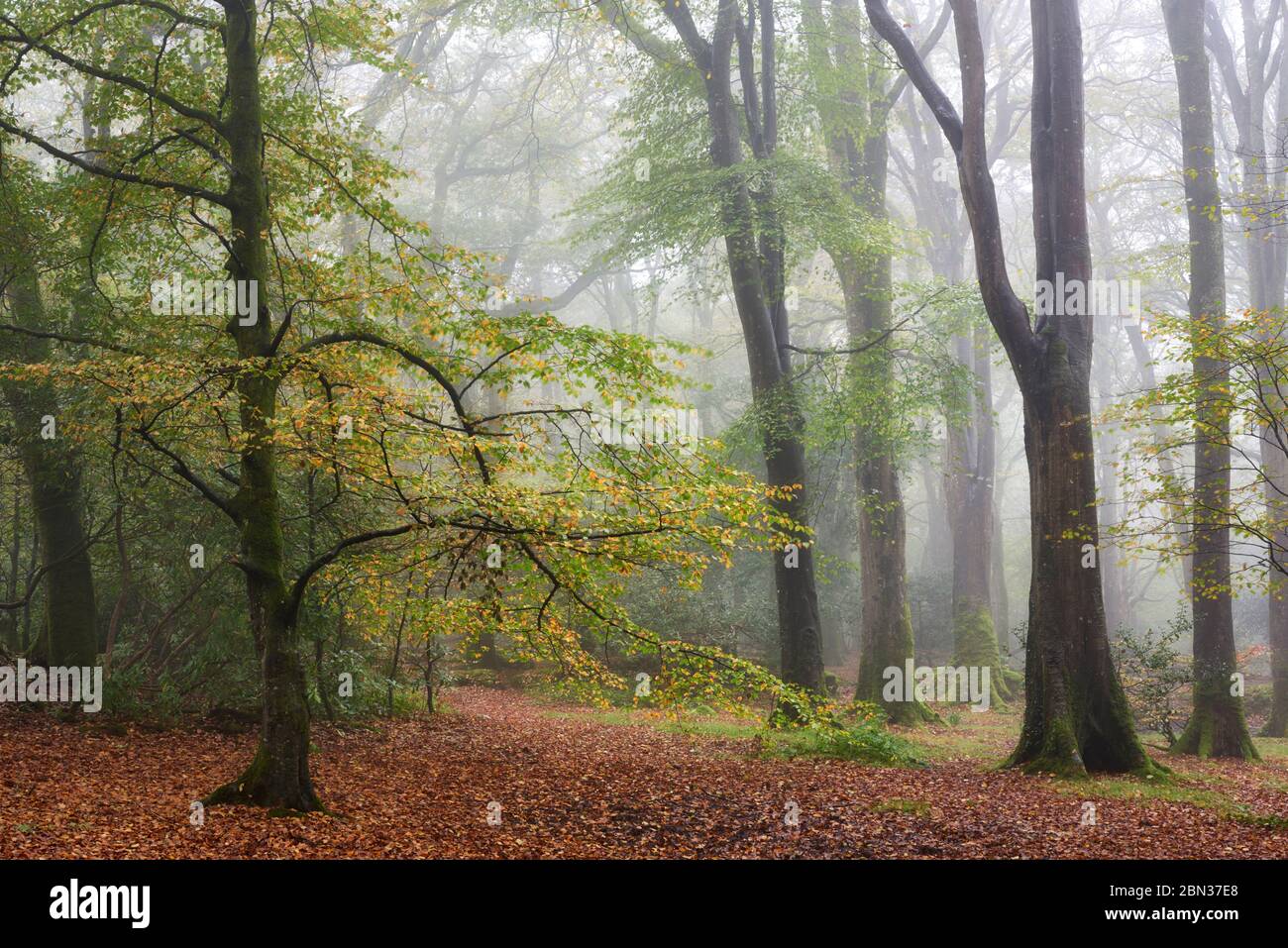 Mist in early Autumn woodland, Cornwall Stock Photo