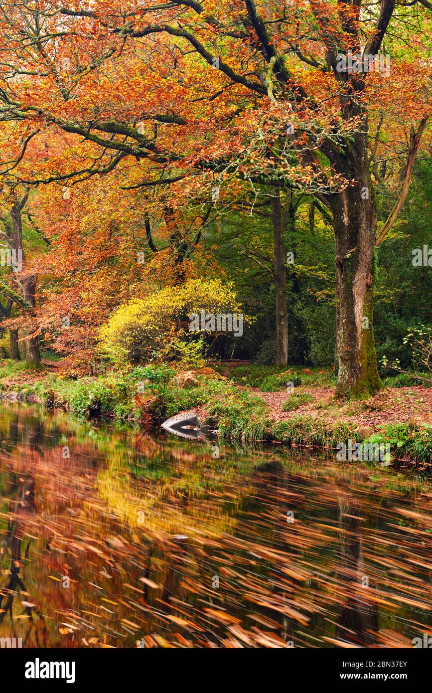 Autumn woodland a long the the River Teigh with fallen leaves floating down river near to Fingle Bridge, Dartmoor National Park Stock Photo