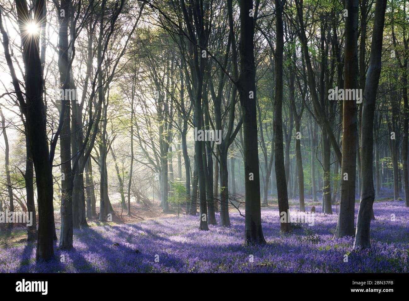 Misty bluebell woodland Stock Photo