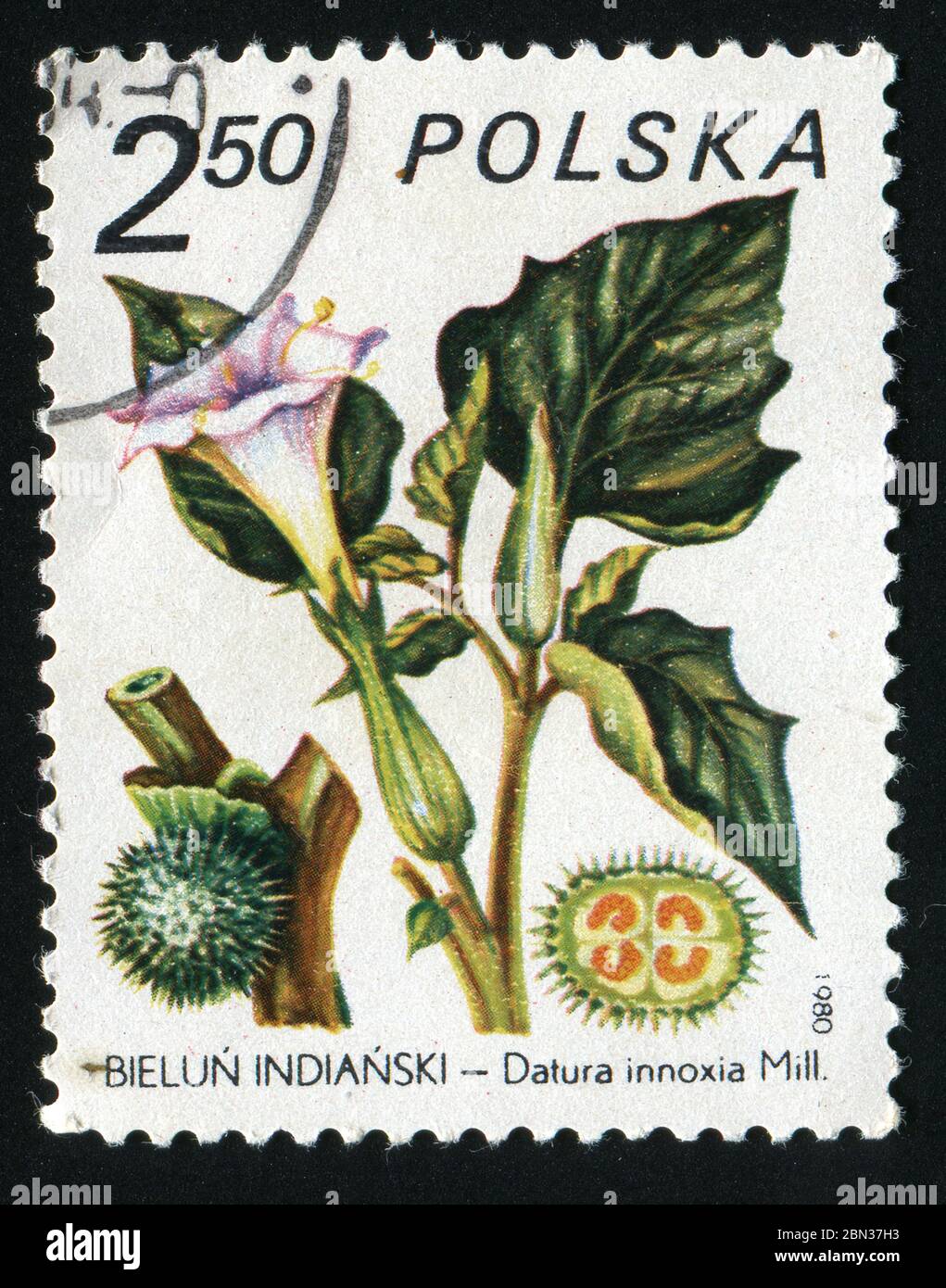 POLAND -CIRCA 1980: Datura innoxia is a species in the family Solanaceae, 1875, circa 1980. Stock Photo