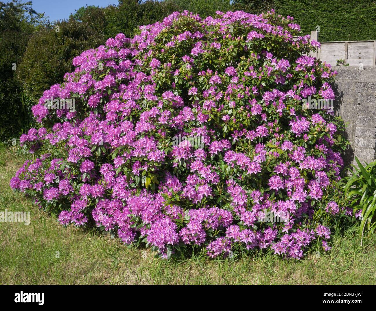 Pink/Purple Flowering Shrub, Cornwall Stock Photo Alamy