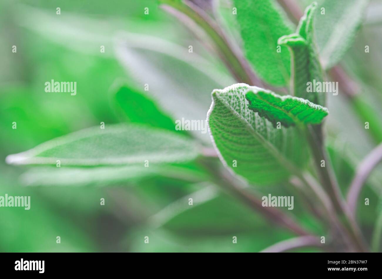 Medicinal plants in the garden a young sage bush Stock Photo Alamy