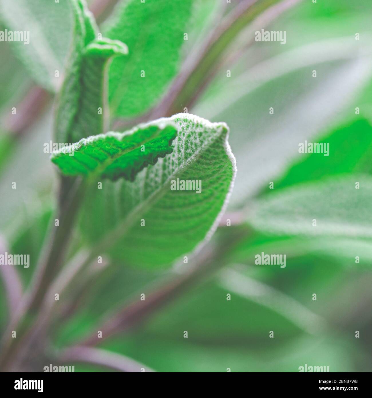 Medicinal plants in the garden a young sage bush Stock Photo Alamy
