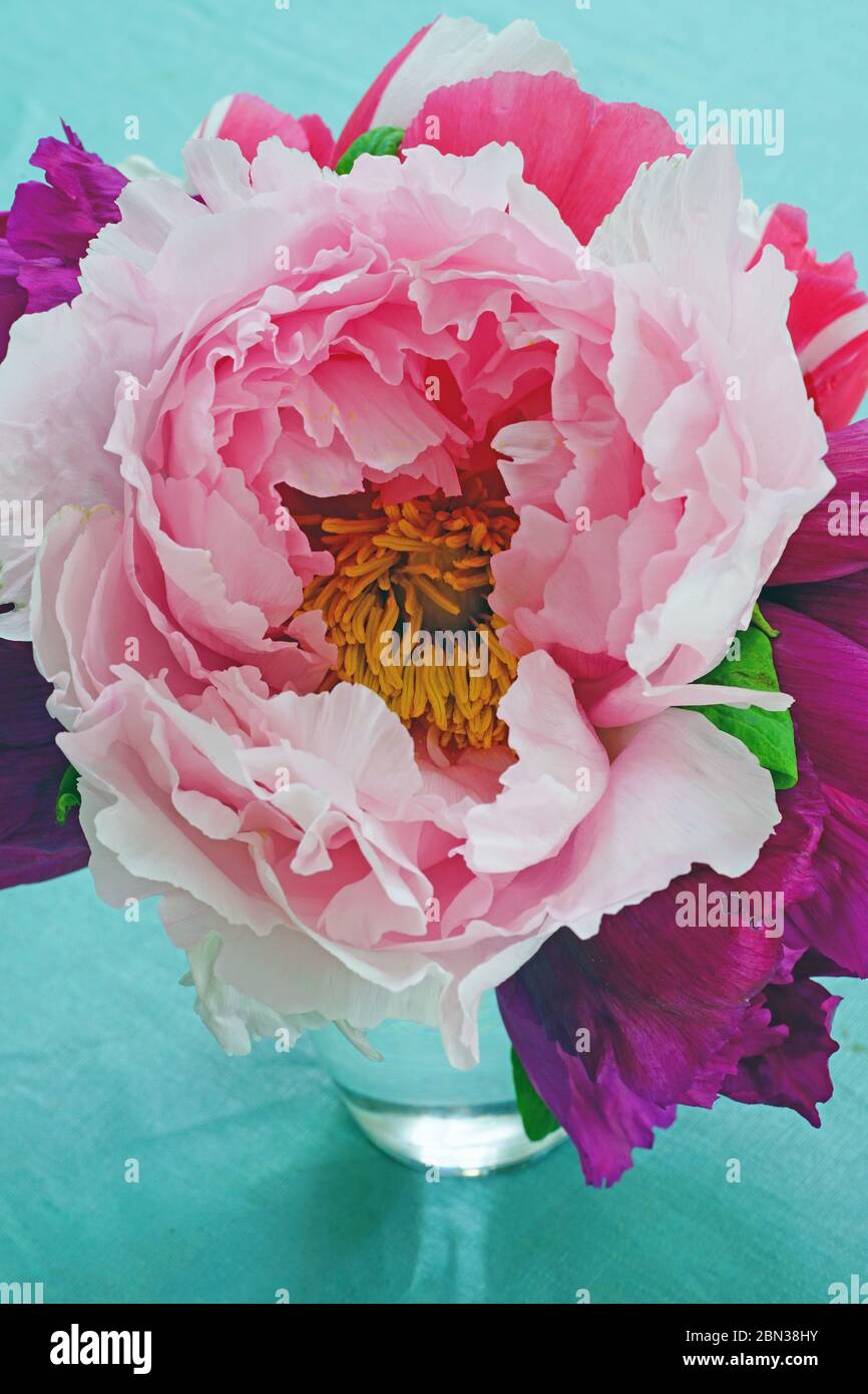 Pink tree peony flowers in a vase Stock Photo