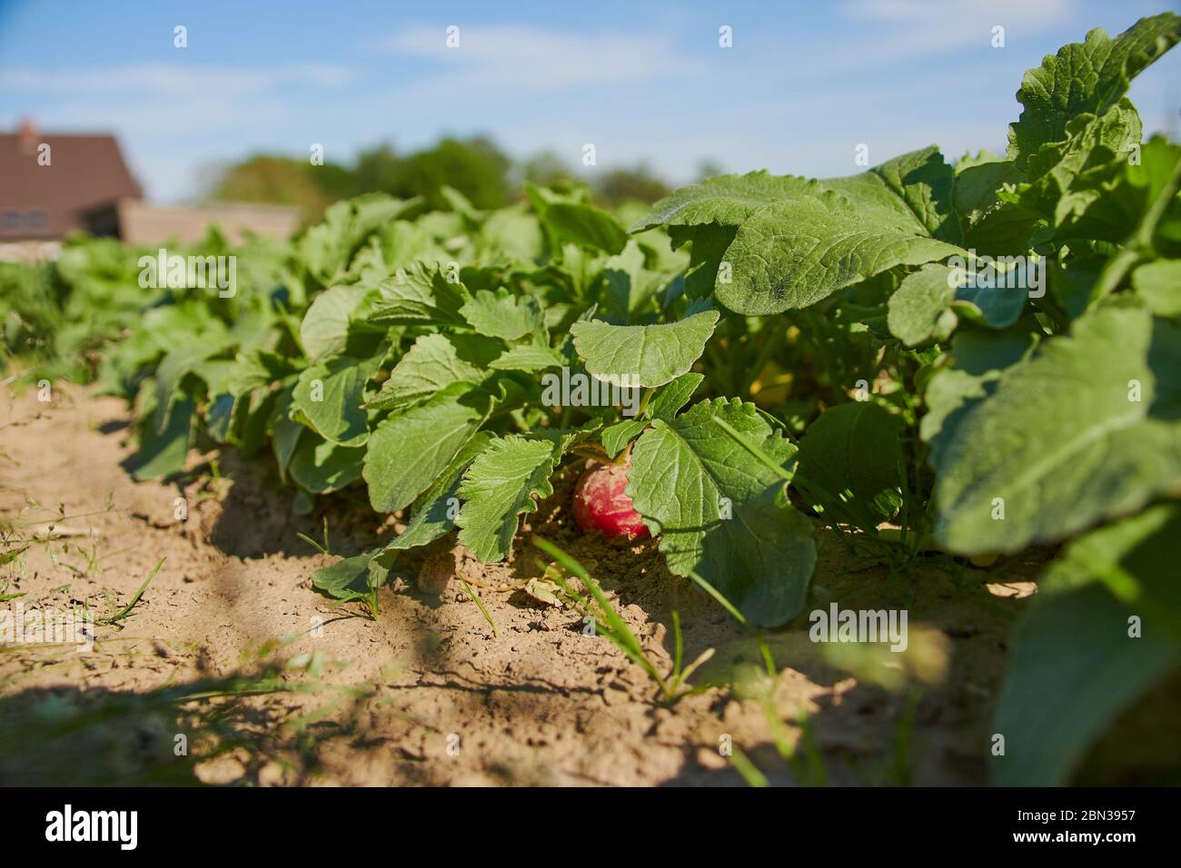 radish in a field ready to harvest Stock Photo Alamy