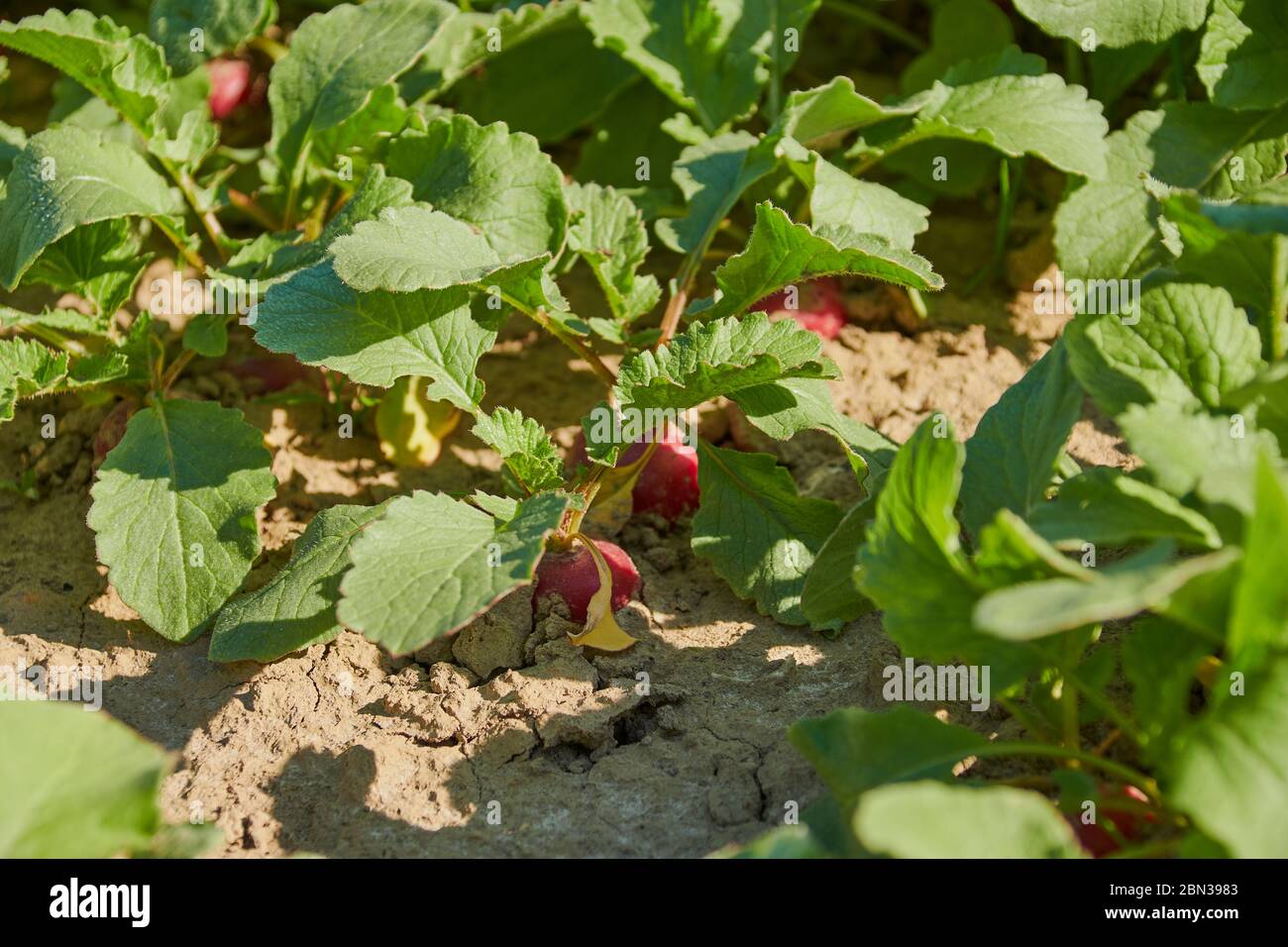 radish in a field ready to harvest Stock Photo Alamy