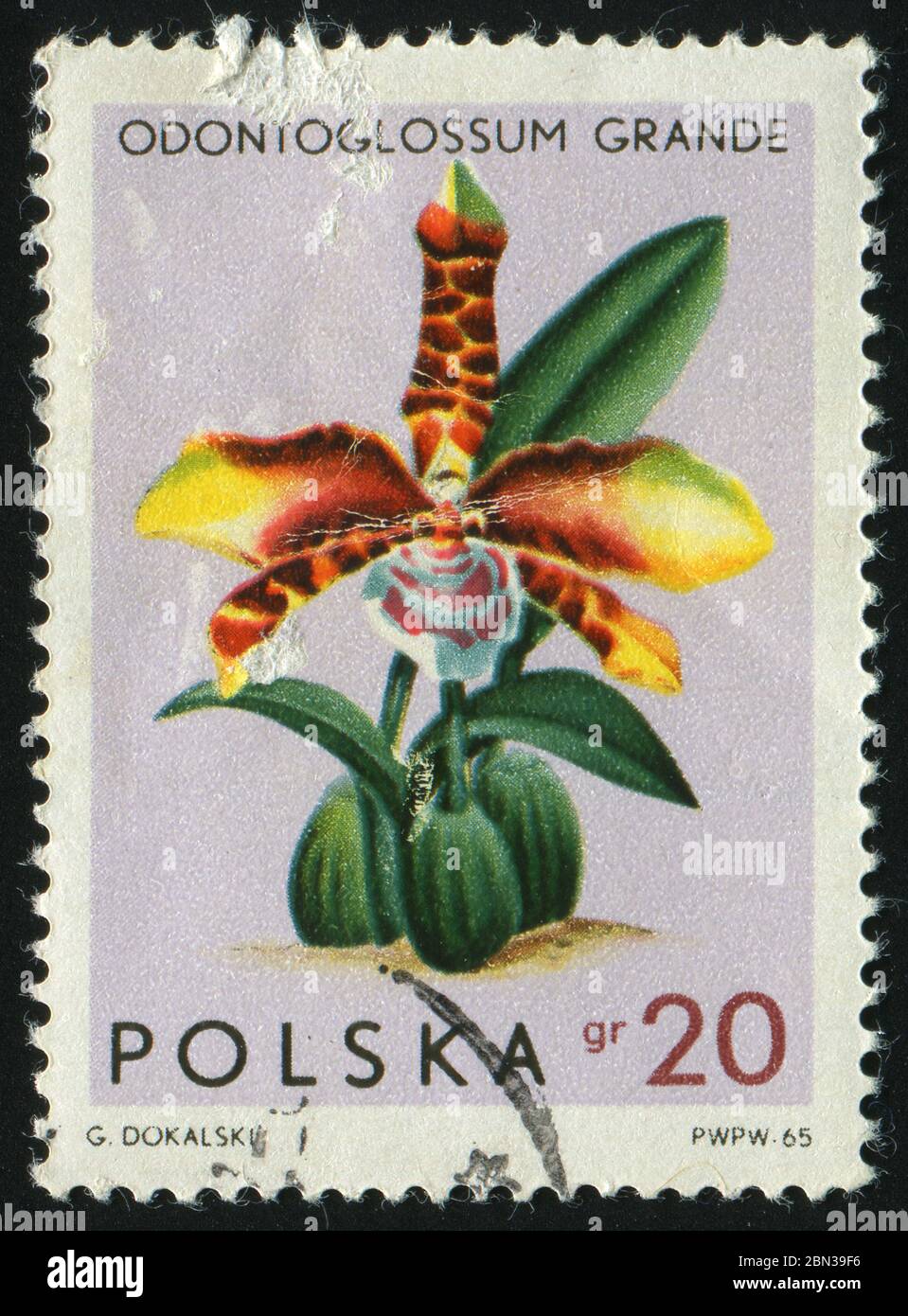 POLAND - CIRCA 1965: Beautiful flower. Odontoglossum Grande, circa 1965. Stock Photo
