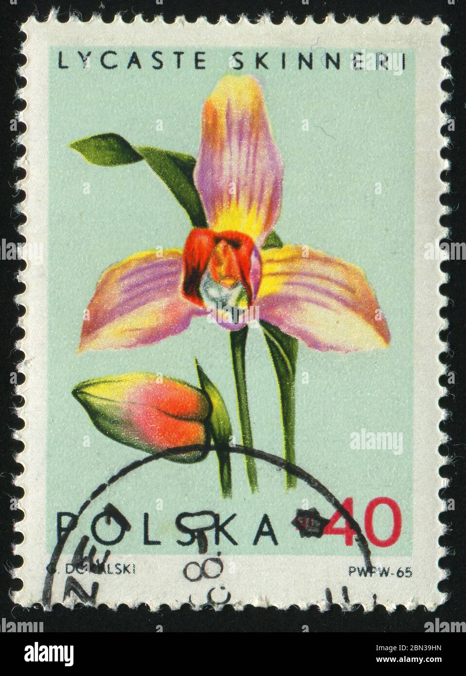 POLAND - CIRCA 1965: Beautiful flower. Lycaste skinneri, circa 1965. Stock Photo