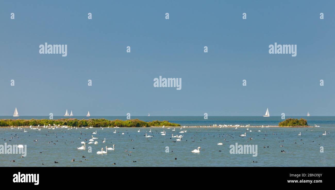 Panoramic image of the IJsselmeer lake in The Netherlands with swans and sailing boats Stock Photo