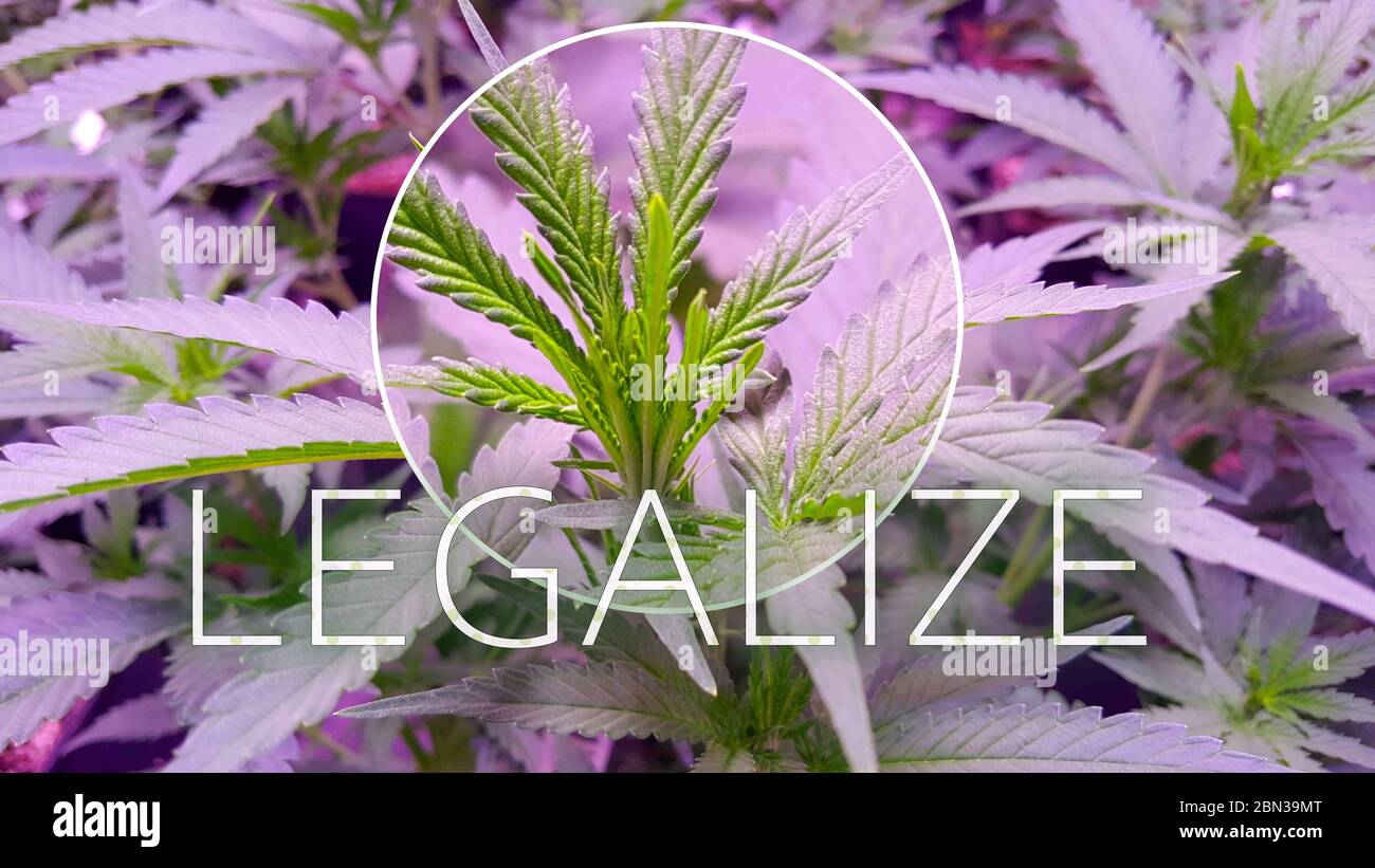 Marijuana Plant Budding in a legal plantage under the artificial circumstances,text legalize and maginifier effect added. Stock Photo