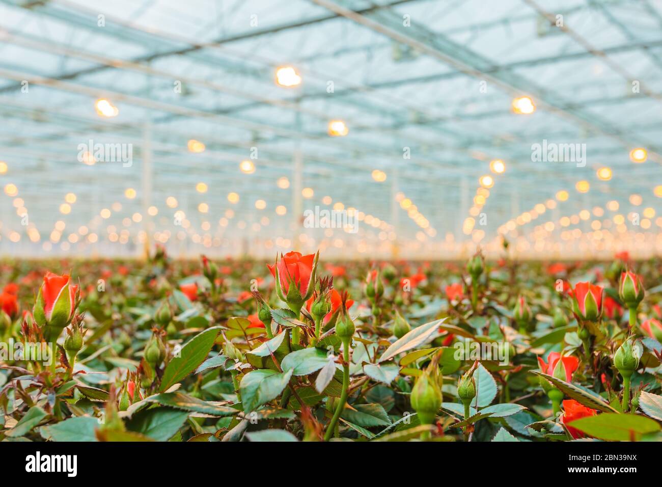 Red roses growing inside a greenhouse in The Netherlands Stock Photo