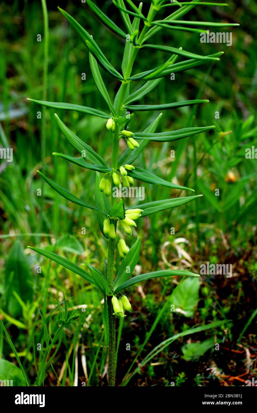 Quirlblättriges Salomonssiegel, Polygonatum verticillatum Stock Photo