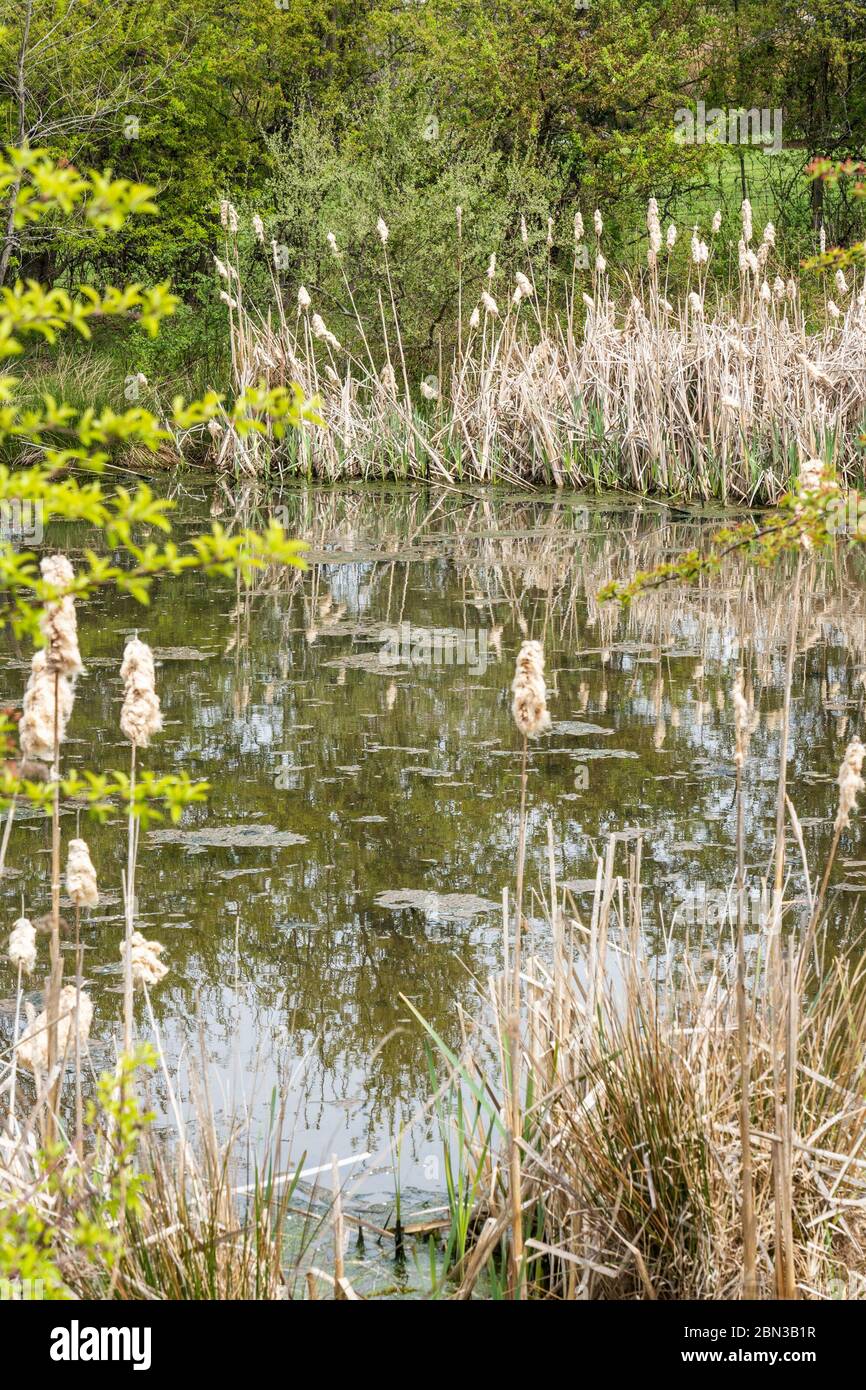 pond surrounded with bullrushes in seed at springtime in selective focus Stock Photo