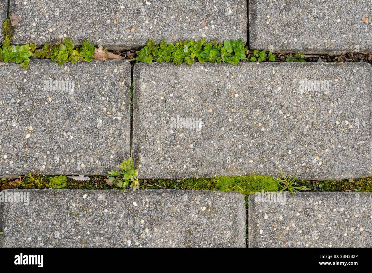 Moss growing between pavers hires stock photography and images Alamy
