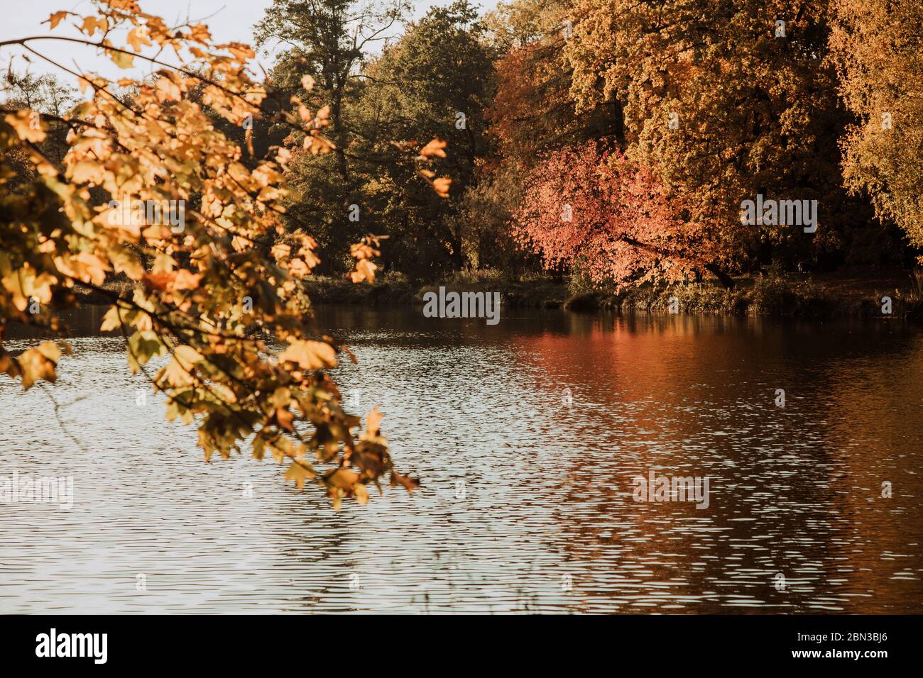 Lodz, Poland: Yellow autumn trees by the lake in the park during sunset Stock Photo