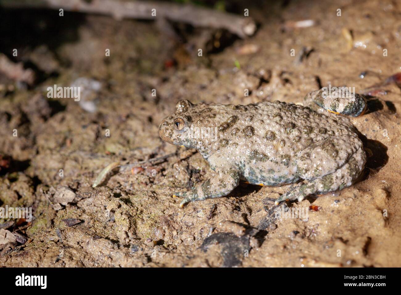 The yellow-bellied toad (Bombina variegata) Stock Photo