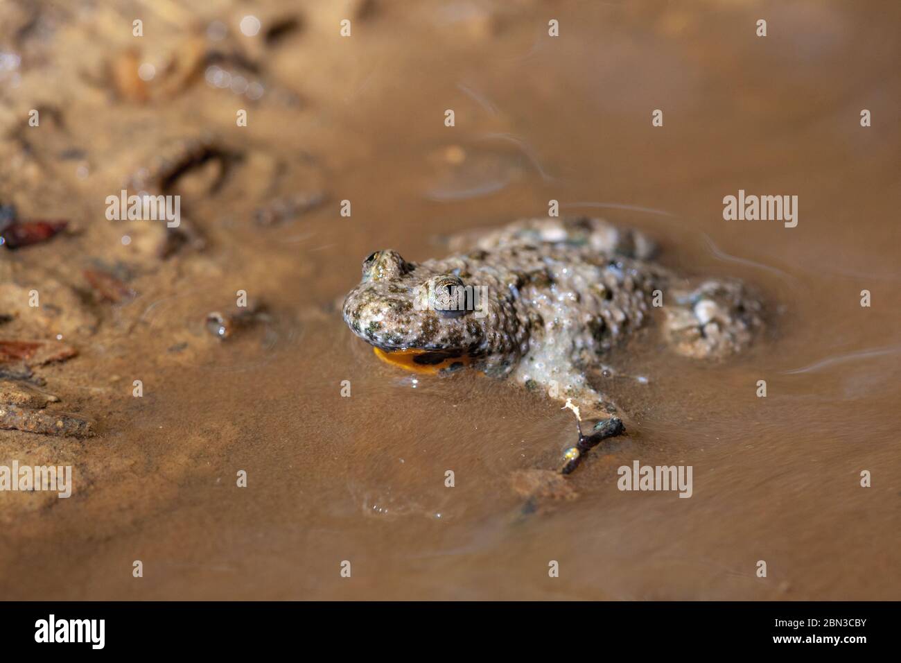 The yellow-bellied toad (Bombina variegata) in the forest puddle Stock Photo