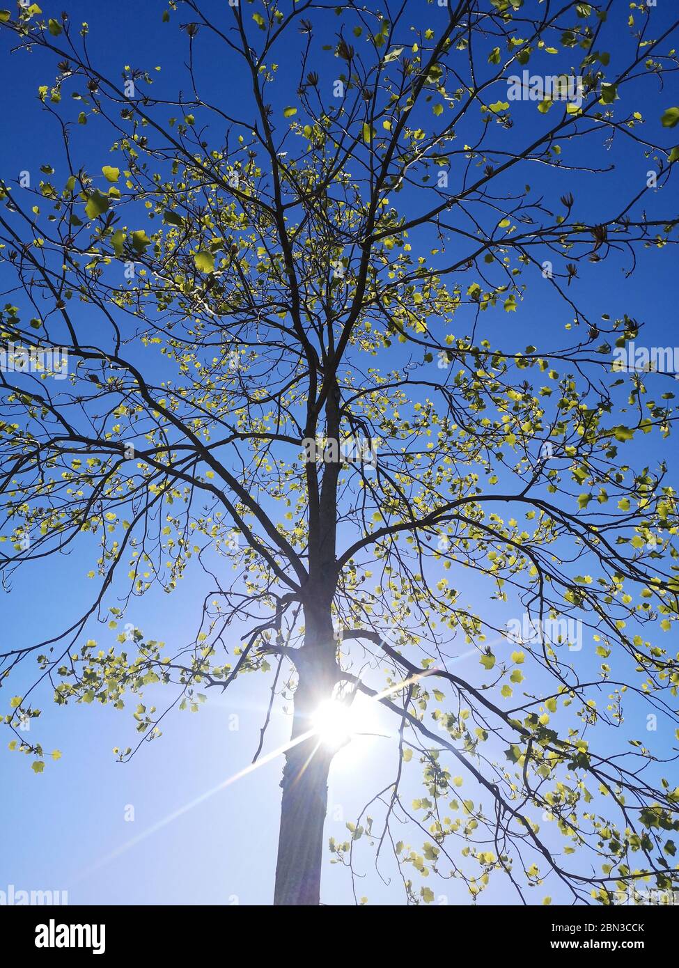 Sun passing behind a tree in spring 2020 Stock Photo