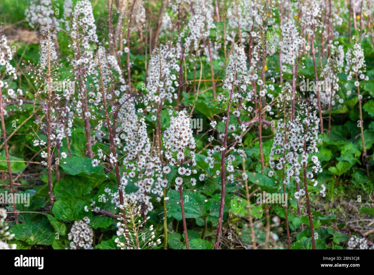 The flowers of Petasites hybridus, the butterbur on the bank of stream bank Stock Photo