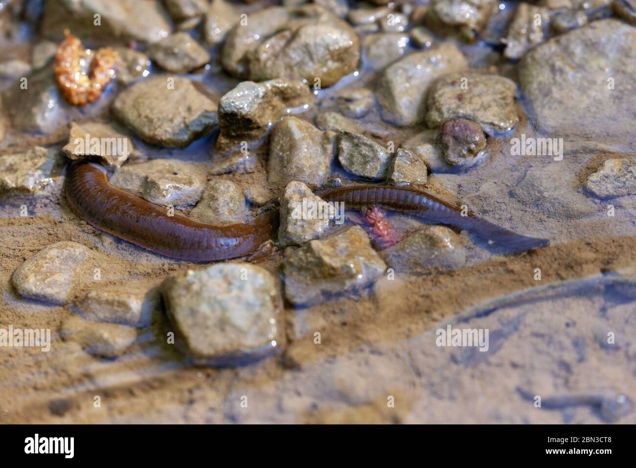 The leech in a shallow water of a stream Stock Photo