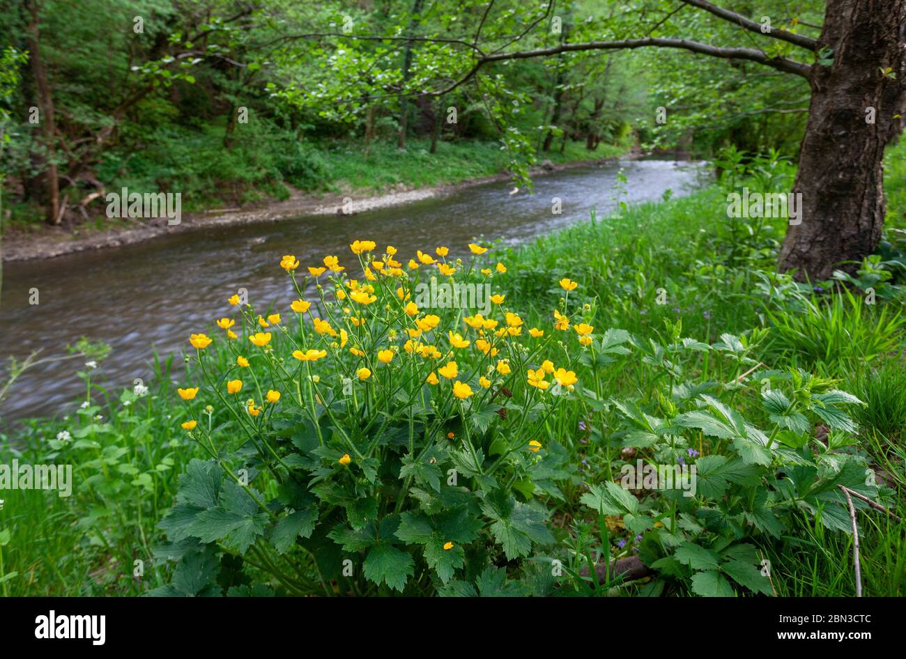 Buttercup (Ranunculs) flowers on the stream bank Stock Photo