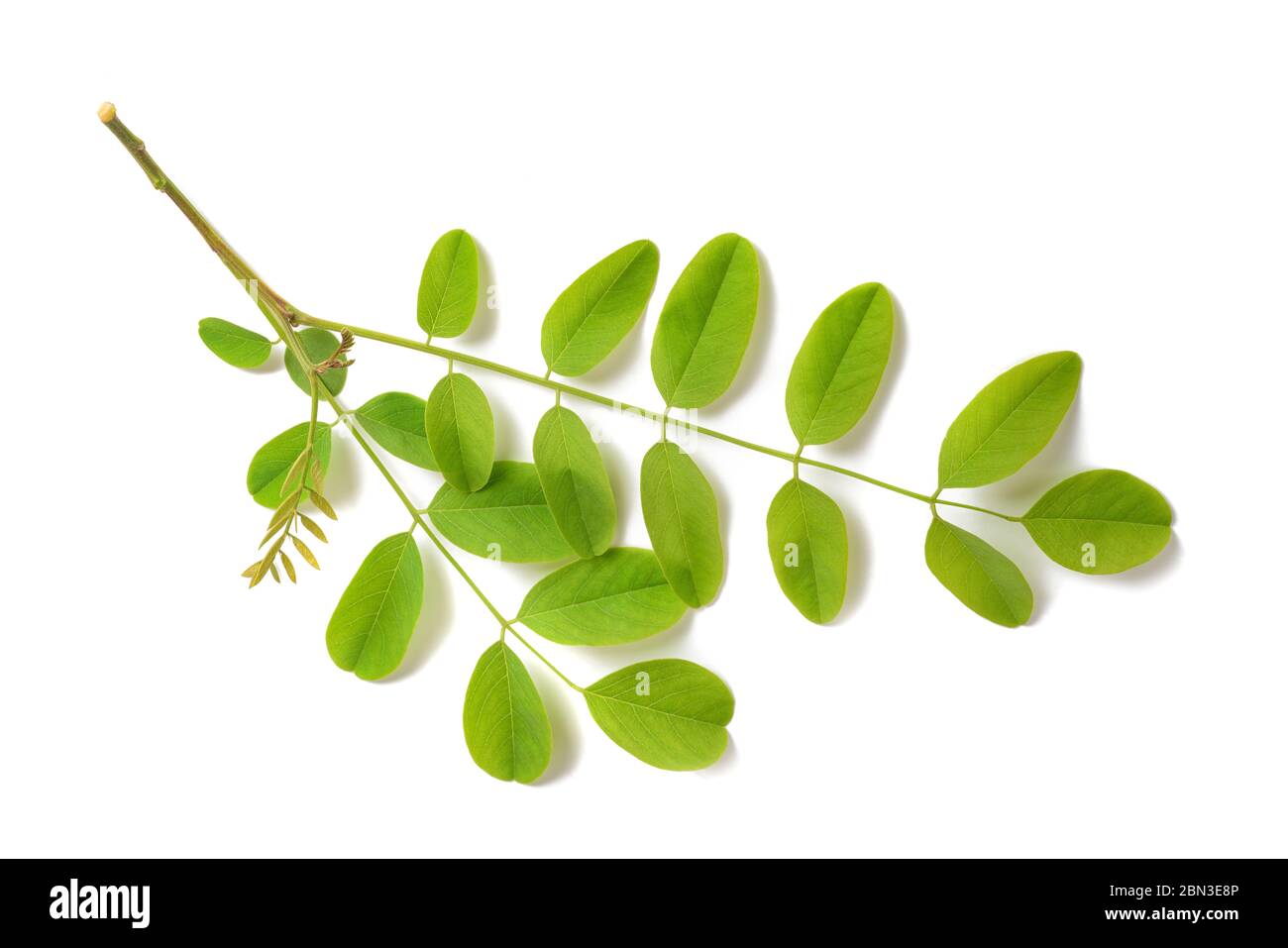 black locust branch isolated on white background Stock Photo