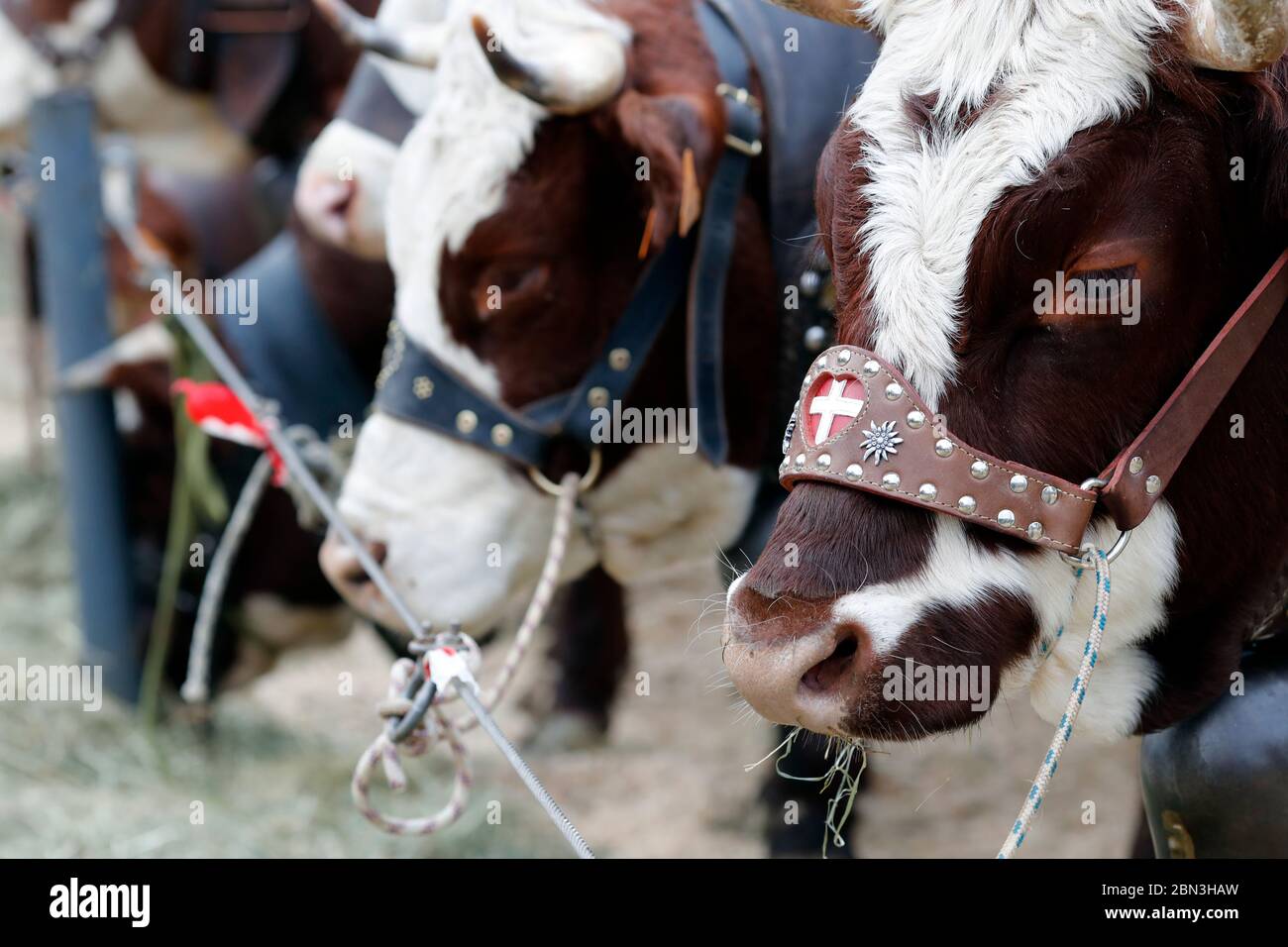 The agriculture fair (Comice Agricole) of Saint-Gervais-les-Bains. Cows. France. Stock Photo