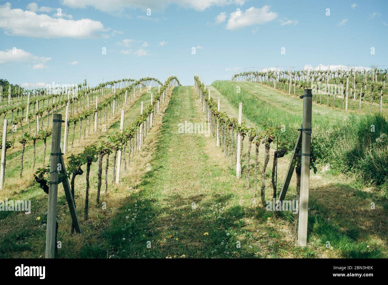 Vineyard on a hill in lower austria with blue sky and clouds Stock Photo