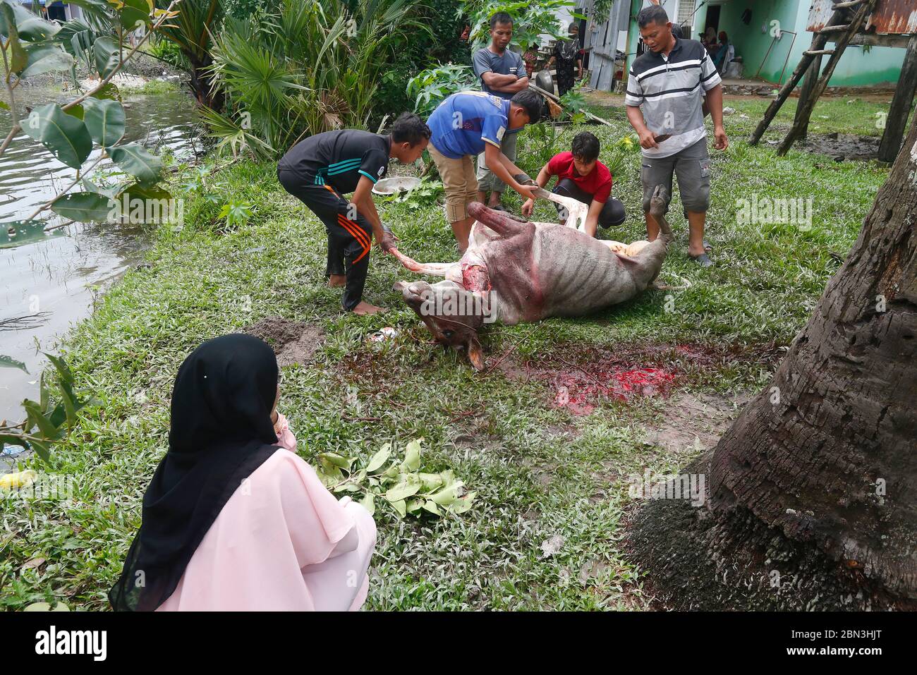 One important tradition for Eid al-Adha  ( muslim feast of the sacrifice ) is sacrificing an animal.  Kep. Cambodia. Stock Photo