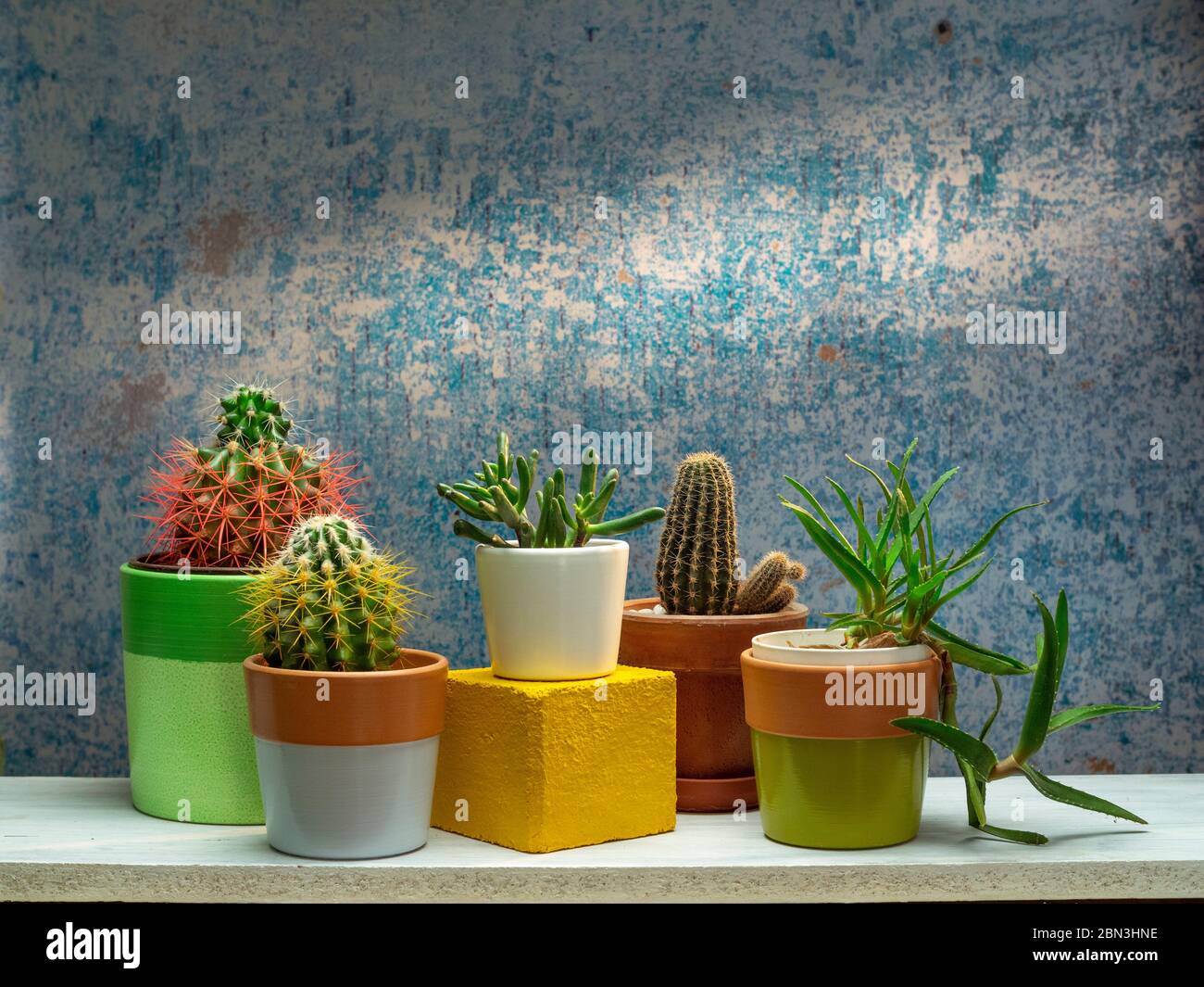 Room decoration with potted cactus and succulent plant on white shelf