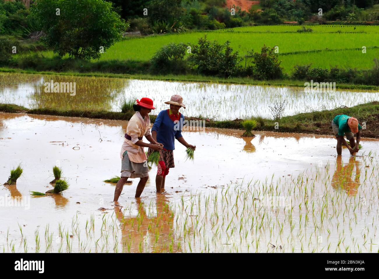 Rice paddy fields.  Women planting seedlings. Madagascar. Stock Photo