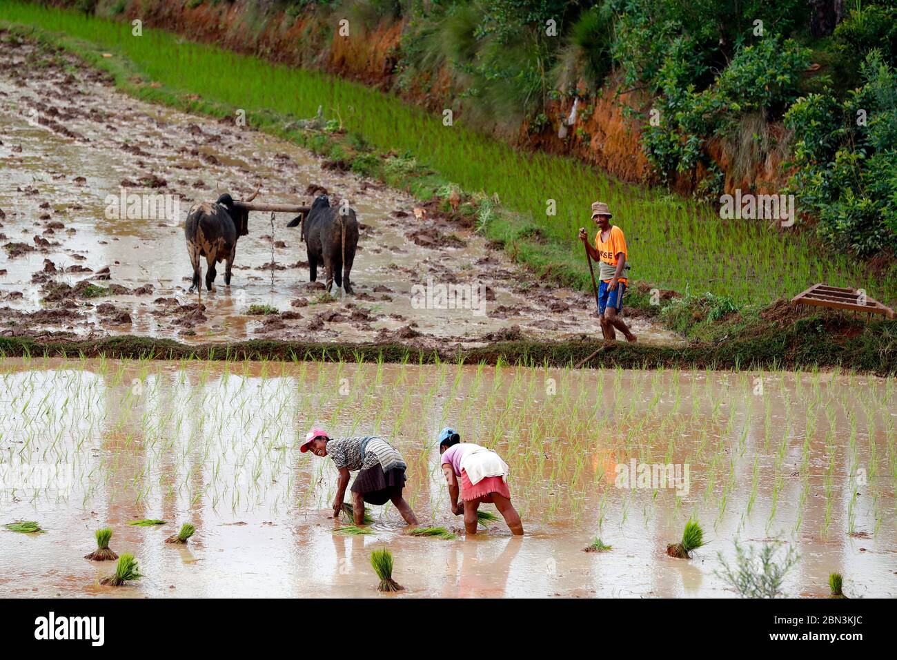 Rice paddy fields.  Women planting seedlings. Madagascar. Stock Photo