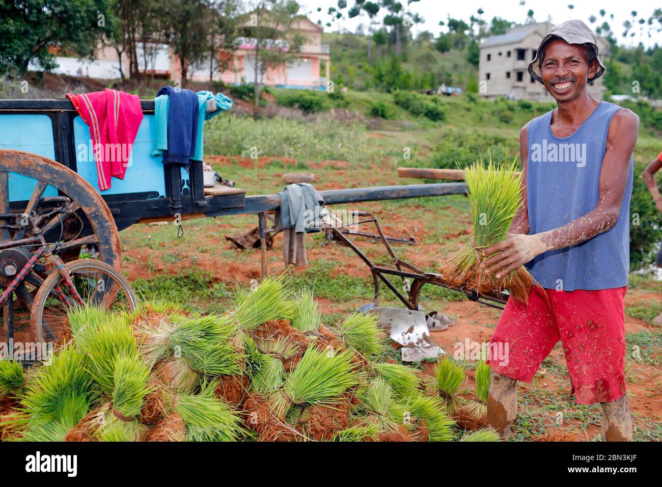 Rice Seedling In Paddy Farm Madagascar Stock Photo Alamy