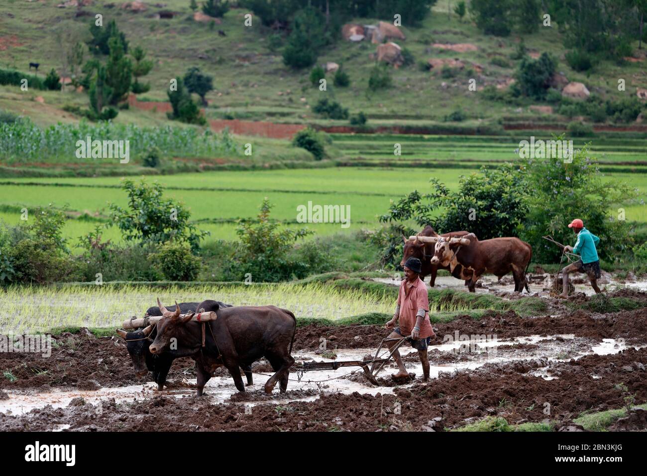Rice paddy fields.  Farmer ploughing field with traditional primitive wooden oxen-driven .  Madagascar. Stock Photo