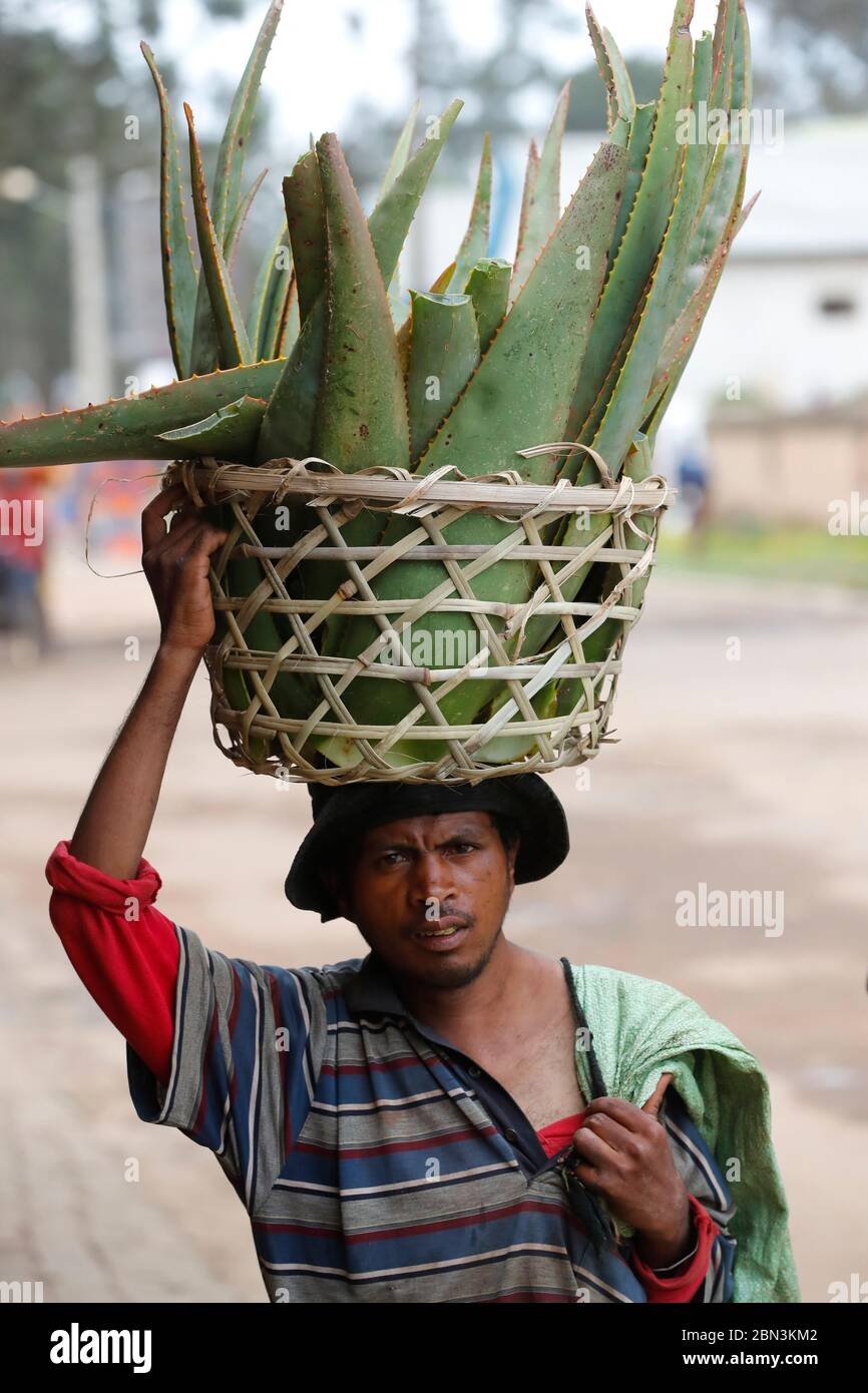 Man selling aloe vera.  Antsirabe. Madagascar. Stock Photo